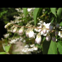 Deutzia scabra cv Candidissima (fam Saxifragacees) (4)